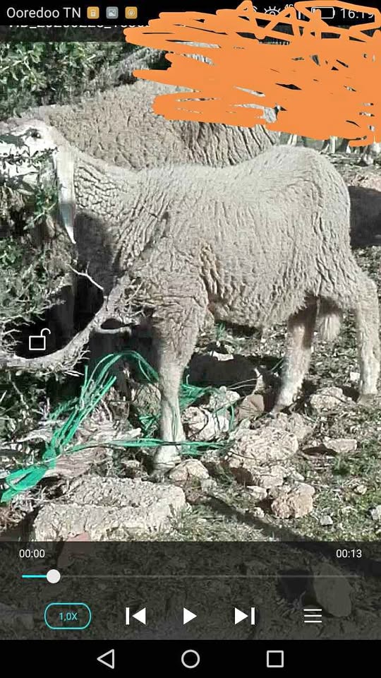 زوز علالش ذكور