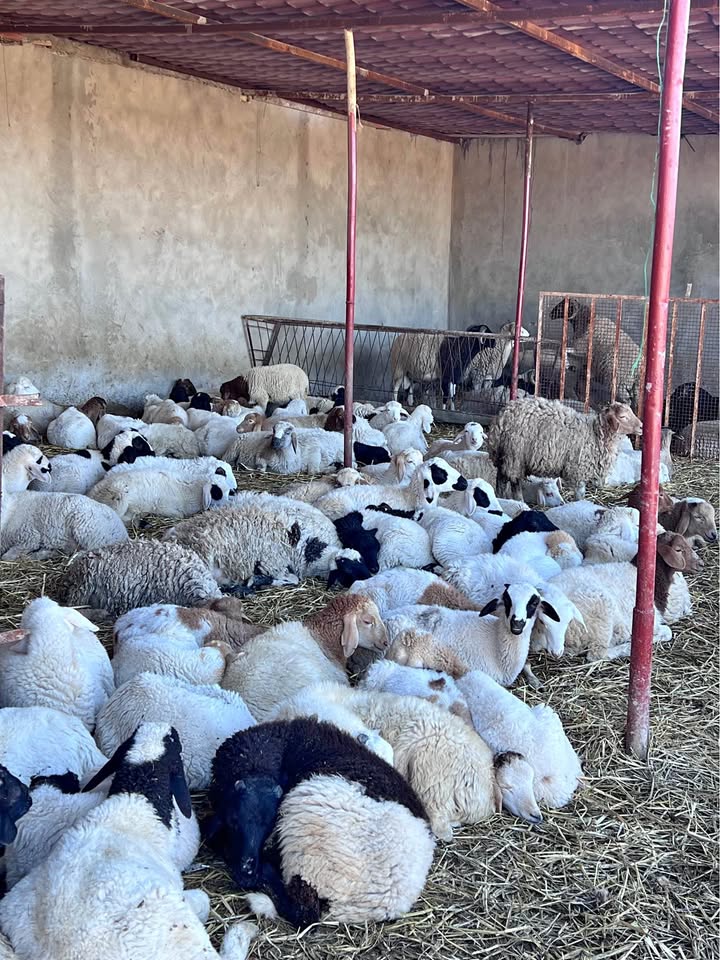 علالش للتعشعيش